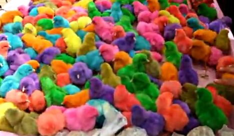 2025年最新 ひよこすくいの人気アイテム - メルカリ