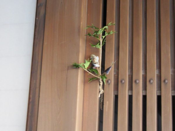 節分 豆まき ヒイラギイワシ 柊鰯 ひいらぎいわし 行事ごと N6