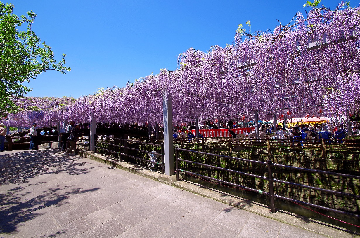 𓂃܀𓇢*.ﾟ 💜第22回中山大藤まつり💜 .˚⊹⁺‧ ‧⁺ ⊹˚. 樹齢約300年になる福岡県指定 天然記念物「中山大藤」✨提灯の灯りと藤が綺麗でした🏮 到着したのが8時過ぎてたので、 藤のトンネルがメイン🥰📸 撮れたの3カ所だけでした。 平日関係なく人も