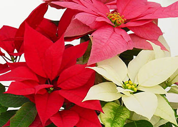 クリスマスに贈るバラクリスマスプレゼント・バラの贈り物