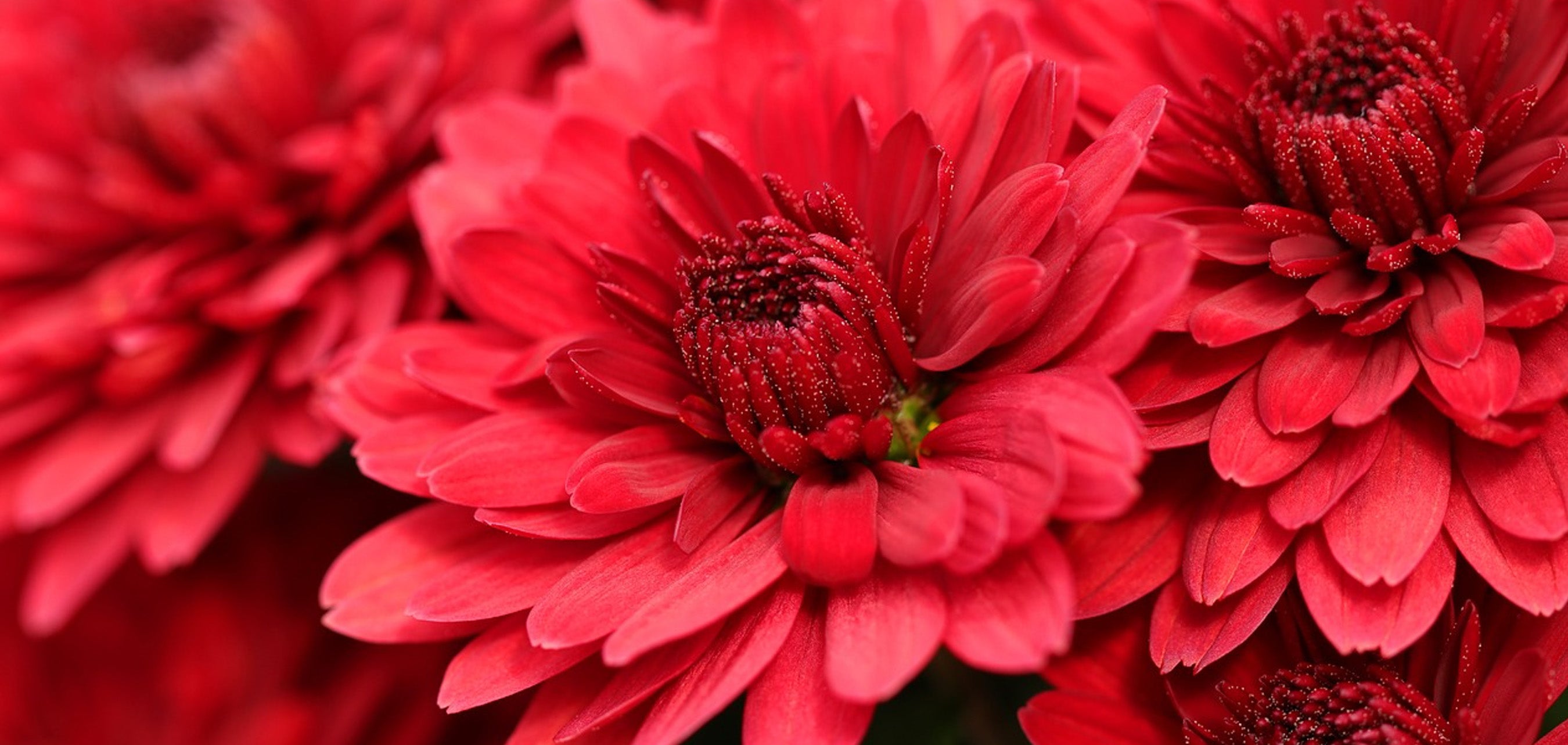 日本独自の紋章。それぞれの誕生日にある「花個紋」が素敵♡