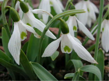 スノードロップ宮袋いちご植木屋商店