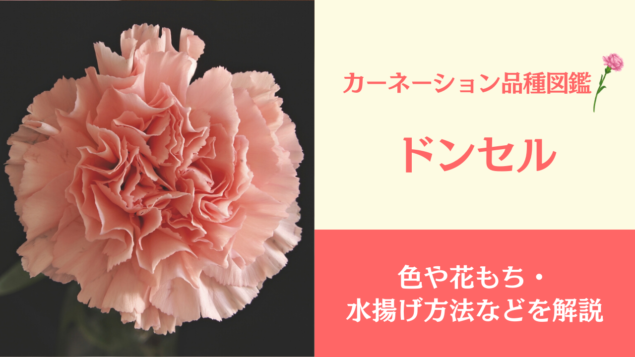 生花 カーネーション オレンジ品種おまかせ 60cm コロンビア Flower Smith Market フラワースミスマーケット