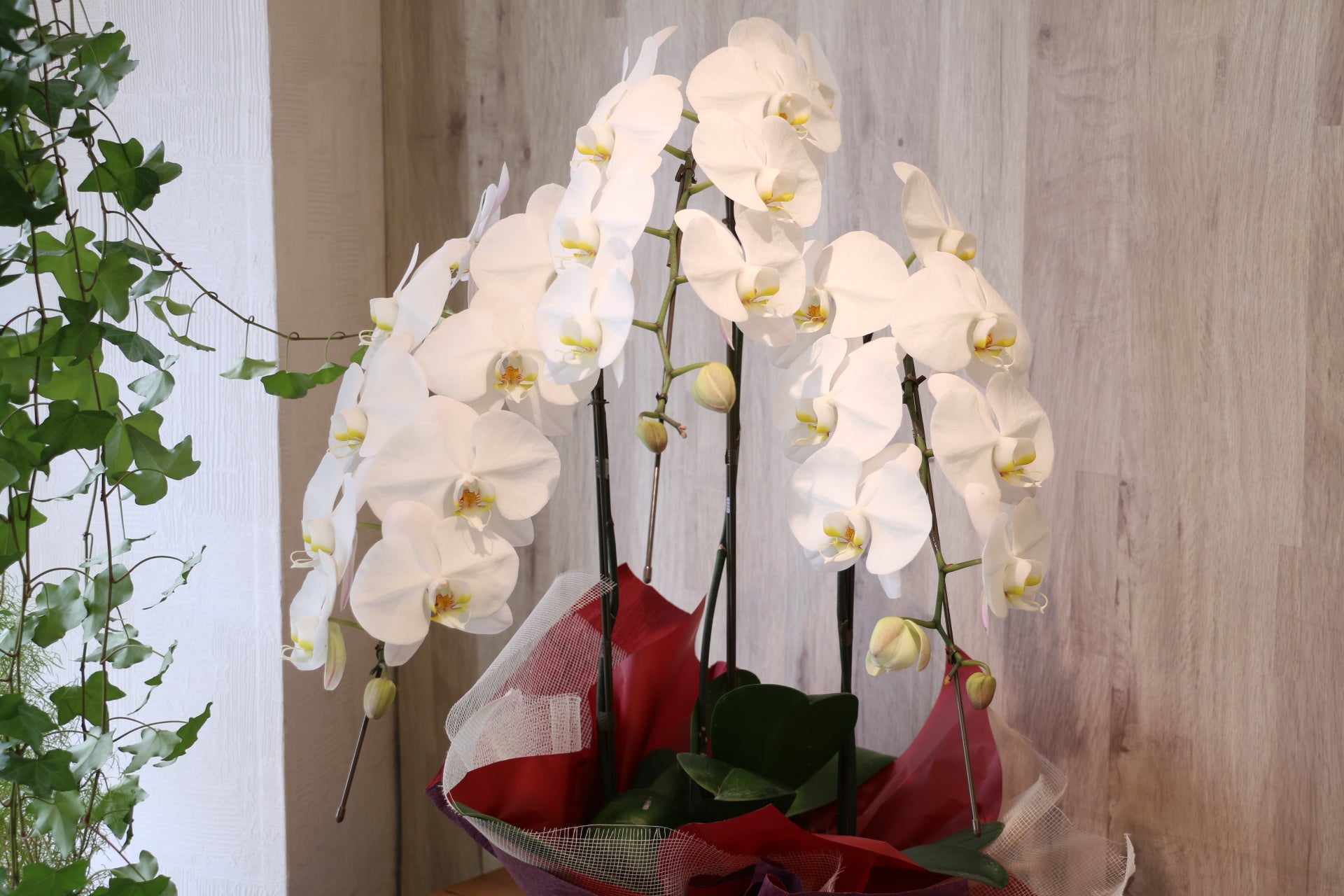 フラワーマーケット花由 敬老の日 2025 花 プレゼント ギフト ふくろう 生花アレンジ フラワーアレンジメント 敬老の日ギフト アレンジメント60代 70代 80代 祖父 祖母 お花 送料無料 : フラワーマーケット花由 - 通販 - Yahoo!ショッピング