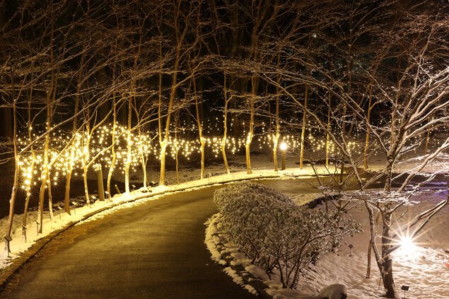 箱根強羅公園にクリスマスイルミ 全長２０メートルの幻想的なトンネルカナロコ by 神奈川新聞