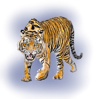 年賀状の和風イラスト素材：トラ176977064- イメージマート