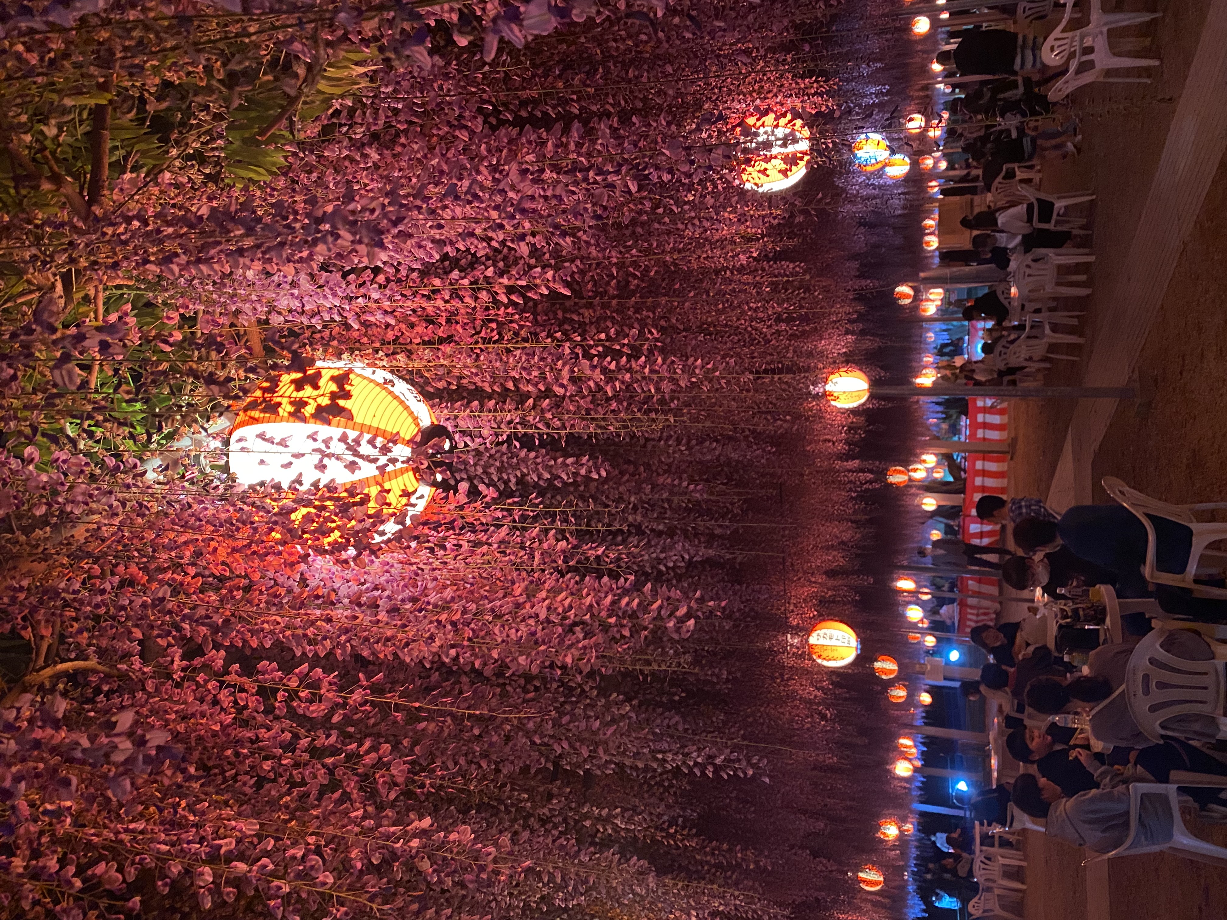 柳川市 樹齢300年の藤が魅せる絶景！中山大藤まつりが4月15日から開催