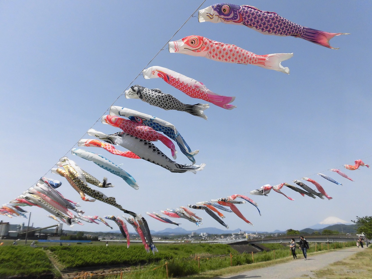 泳げ鯉のぼり相模川 クチコミ・アクセス・営業時間相模原 フォートラベル