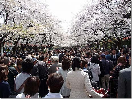 タケマシュラン: 芸者さんに囲まれてお花見 上野公園