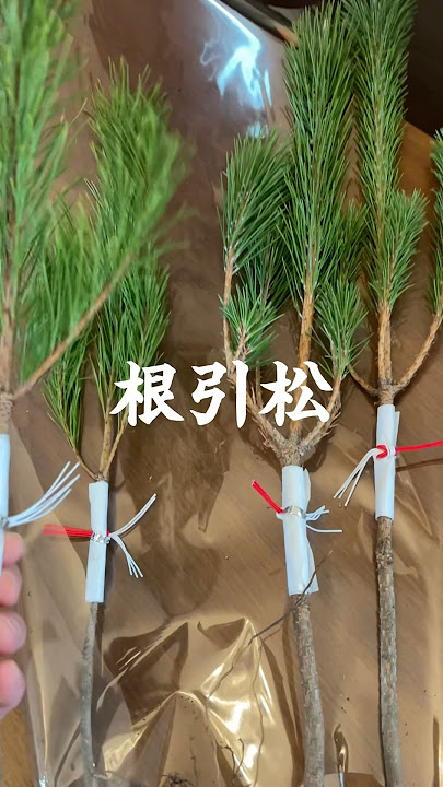 正月飾りの「門松」はいつからいつまで飾る？雄雌の左右はどっち？2021年風水コンサルティング・風水師資格講座 宙SORA