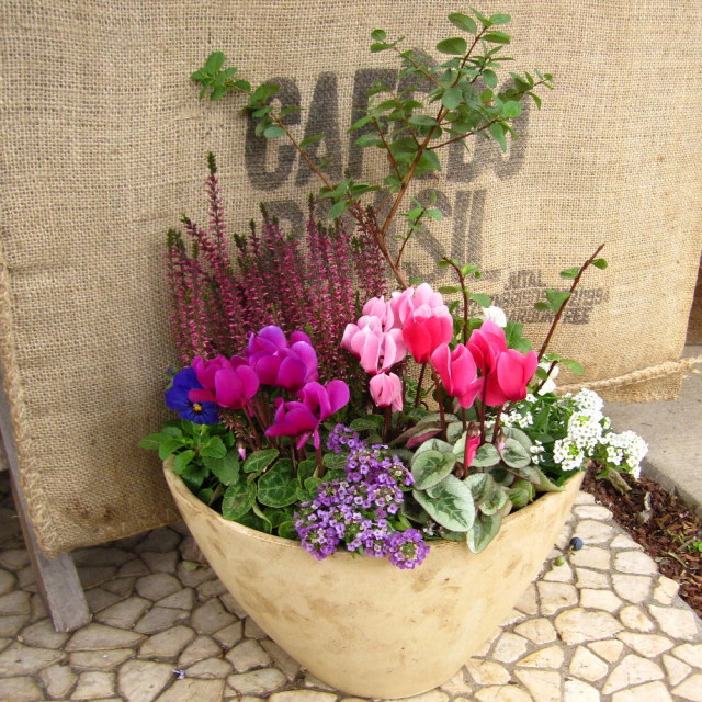 クリスマスローズの寄せ植え私のガーデニング２