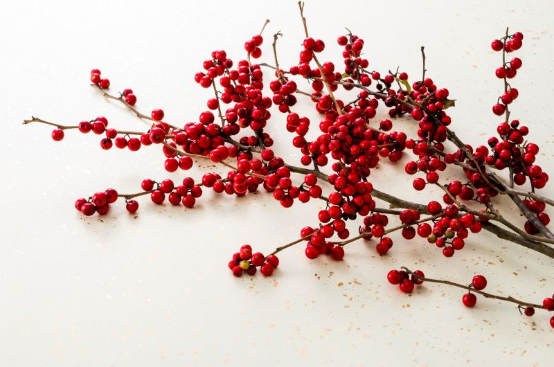 お正月に欠かせない赤い実、「南天」と「千両」の見分け方は？ ・ 南天と千両は、年末年始を代表する縁起物の赤い実です。どちらもお正月アレンジメントなどによく使われますが、この2つの見分け方をご存知ですか？・ 生花店などで切り枝を見分ける際は、実のつき方を