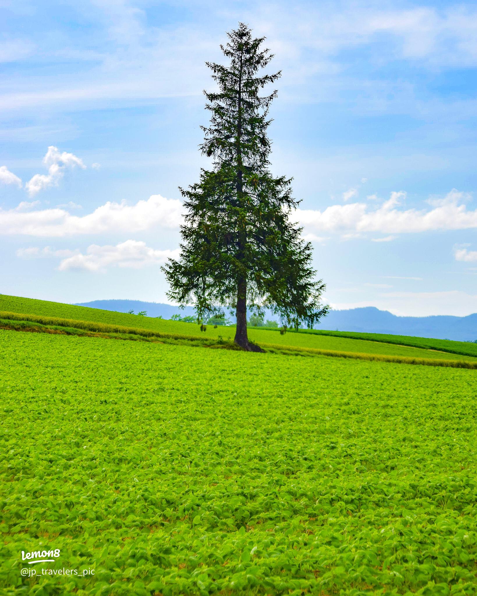 クリスマスツリーの木 クチコミ・アクセス・周辺情報美瑛 びえい- フォートラベル