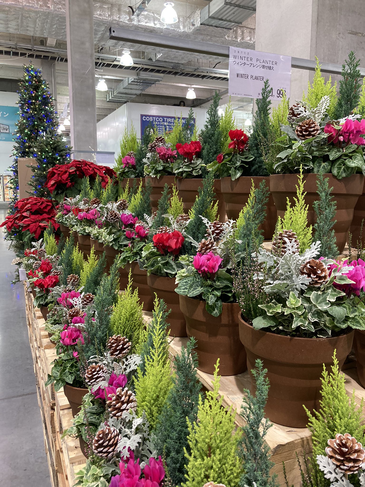 クリスマスにもぴったり!冬の寄せ植え valor-navi バローナビ