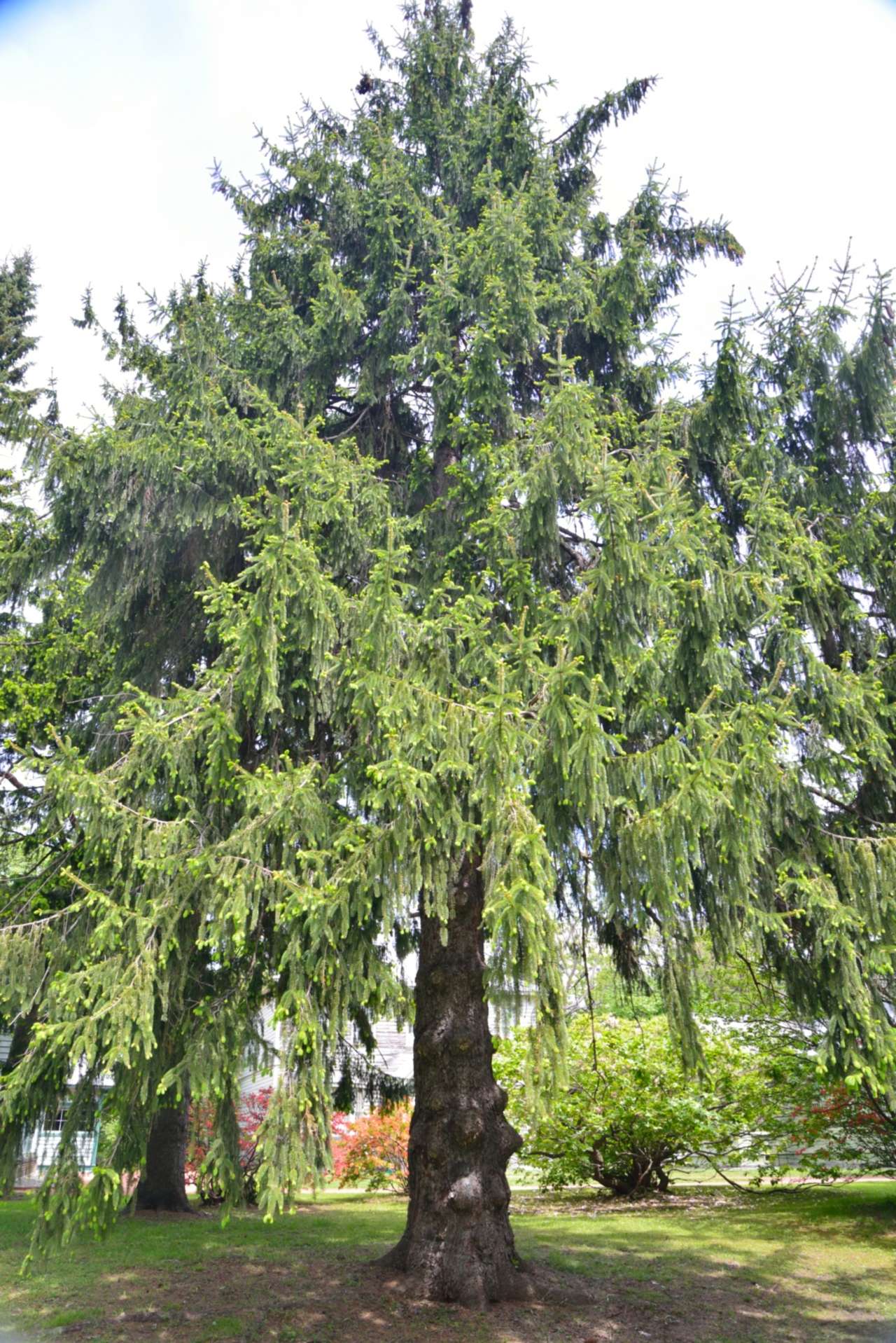 ドイツのクリスマスオーナメントTONxTON BLOG -とんとんのスタッフブログ