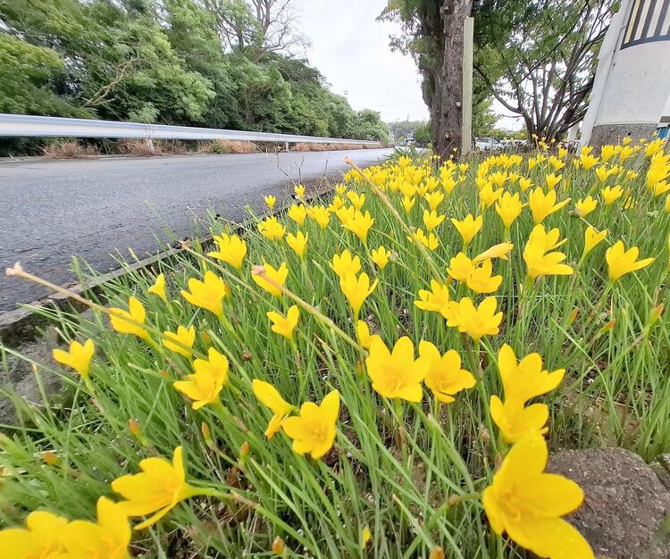 サフランの花言葉由来や怖い意味は？花の香りや薬としての効果効能は？🍀GreenSnap グリーンスナップ