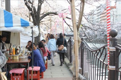 横浜でお花見開催！大岡川の桜並木を屋形船から楽しむ！屋形船マガジン一覧屋形船の祝良屋 いわいや東京湾の屋形船を貸切で