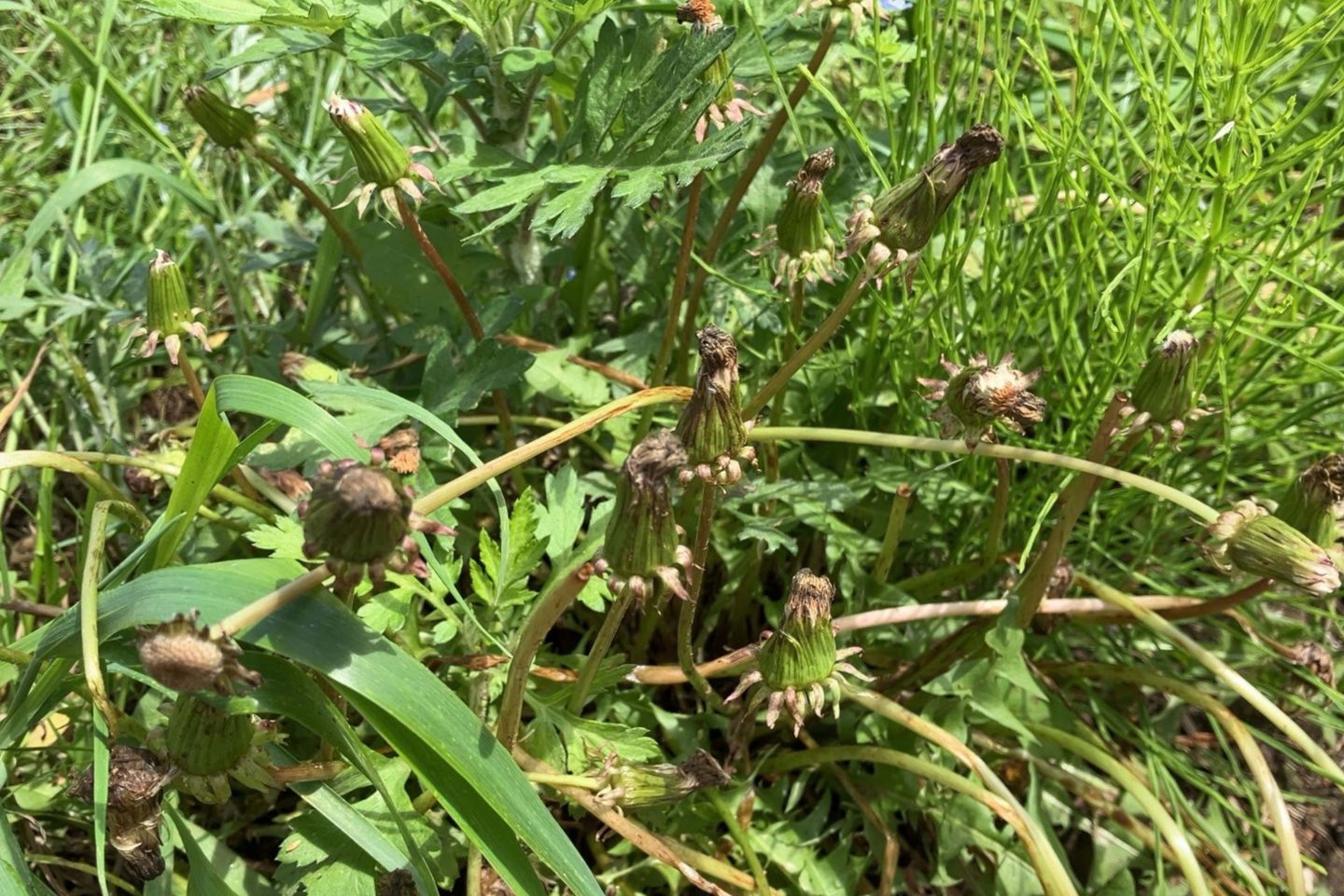 たんぽぽが枯れたらゴーサイン。自然の時間にあわせて完成する、綿毛リースのつくり方greenz.jp グリーンズ