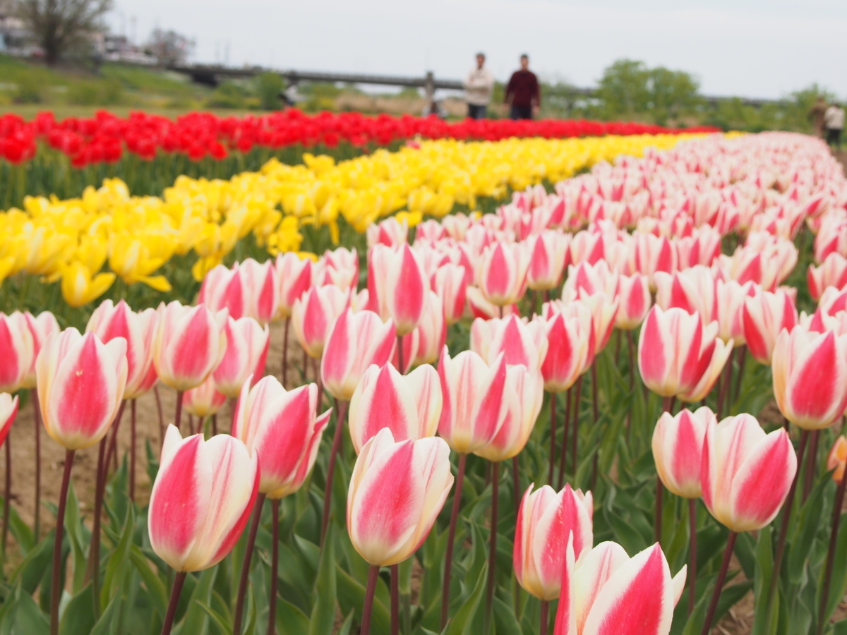 直方チューリップ祭り2025：駐車場の注意点や球根掘りイベントも紹介 - 北九州ぐるり きたぐる