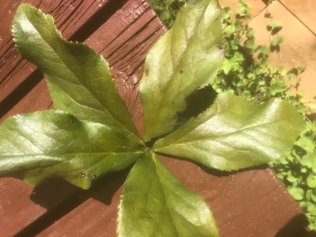 クリスマスホーリー」という名の植物は？ キリスト教では重い意味を持つ大切な木