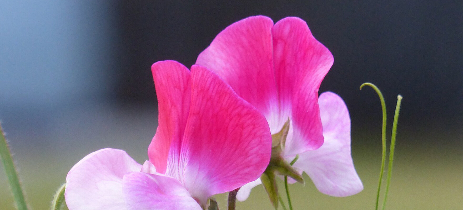 楽天市場 母の日 かすみ草 退職祝い 結婚式 電報 母の日 2025 ホワイトデー お返し プリザーブドフラワー 結婚記念日 結婚祝い かすみ草 ブーケ花束 フラワーバレンタイン 花束を贈る 結婚式 電報 祝電 花 入学祝い 卒業祝い カスミソウ 「かすみ草のハートブーケ