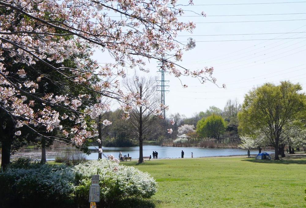 さいたま市令和7年9月24日発表 市民の森・見沼 グリーンセンターで「さいたま市みどりの祭典2025」を開催します～みどりに親しみ、みどりから学び、みどりを守り育てましょう！～