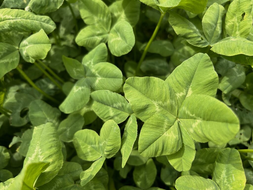 ４っ葉のクローバーに5つ葉のクローバーを見つけたsiro