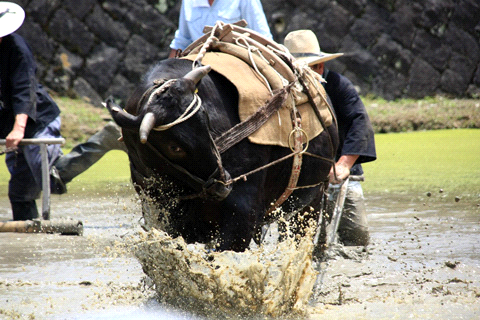どろんこ祭り愛媛・奥伊予の奇祭– トラベリングナビ