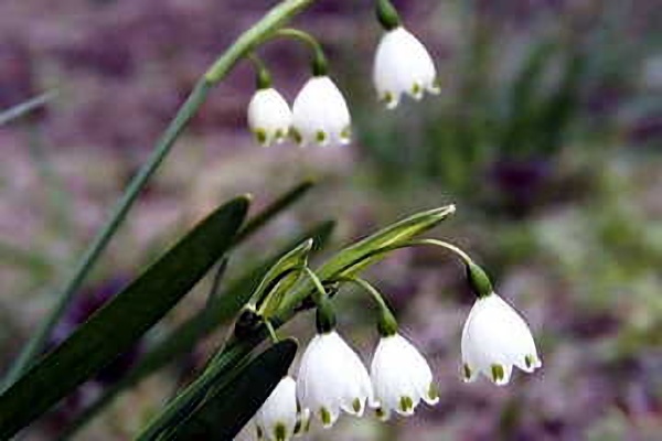 スノードロップの花言葉名前の由来花言葉・誕生花HanaPrime ハナプライム
