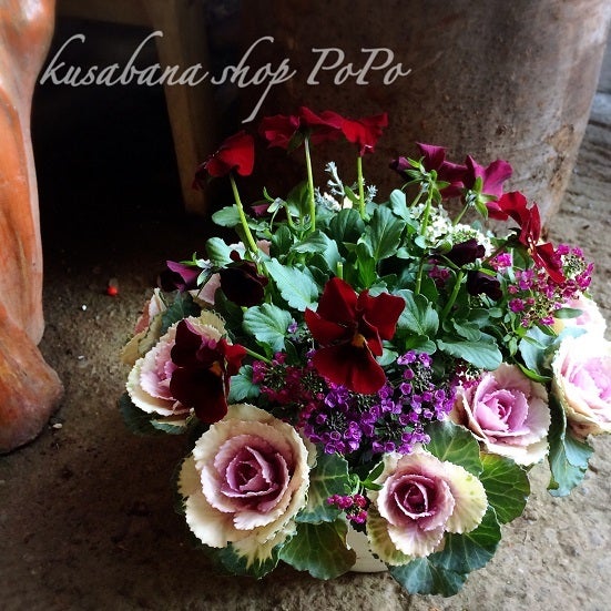 ガーデニング ハボタン 6種12ポット 寄せ植え お正月 葉牡丹