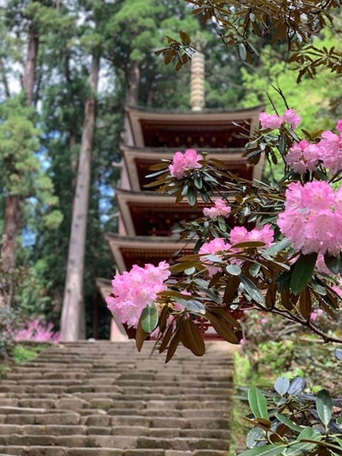 花見の宴」のお話 - 柿の葉寿司「ひょうたろう」