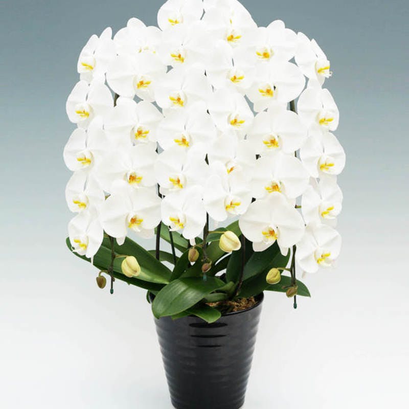 商品一覧開店祝い、開業祝いに贈る胡蝶蘭ギフト・インテリア・雑貨のECサイト 通信販売