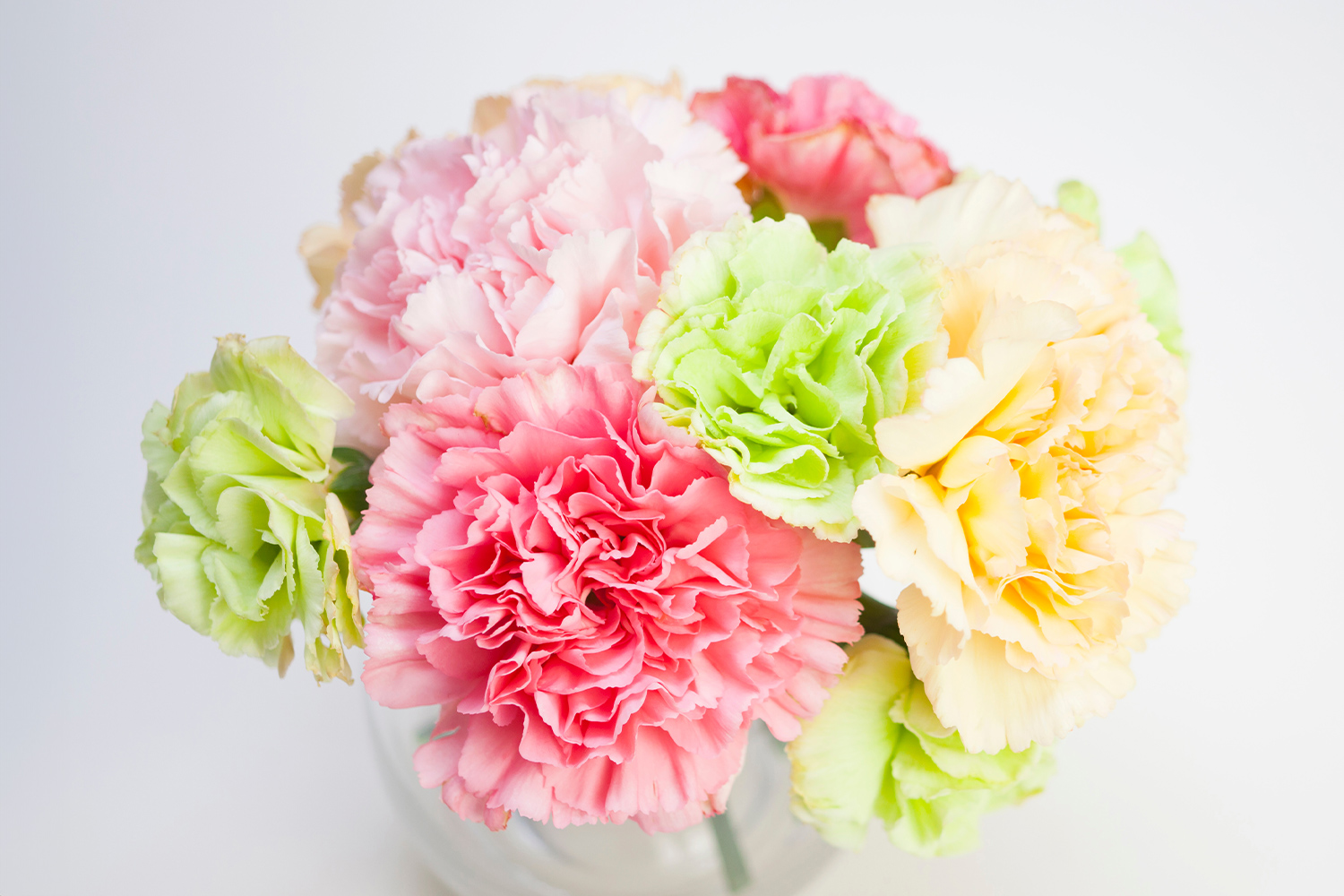 カーネーション「クレタ」tokyo_shokubutsu_zufu