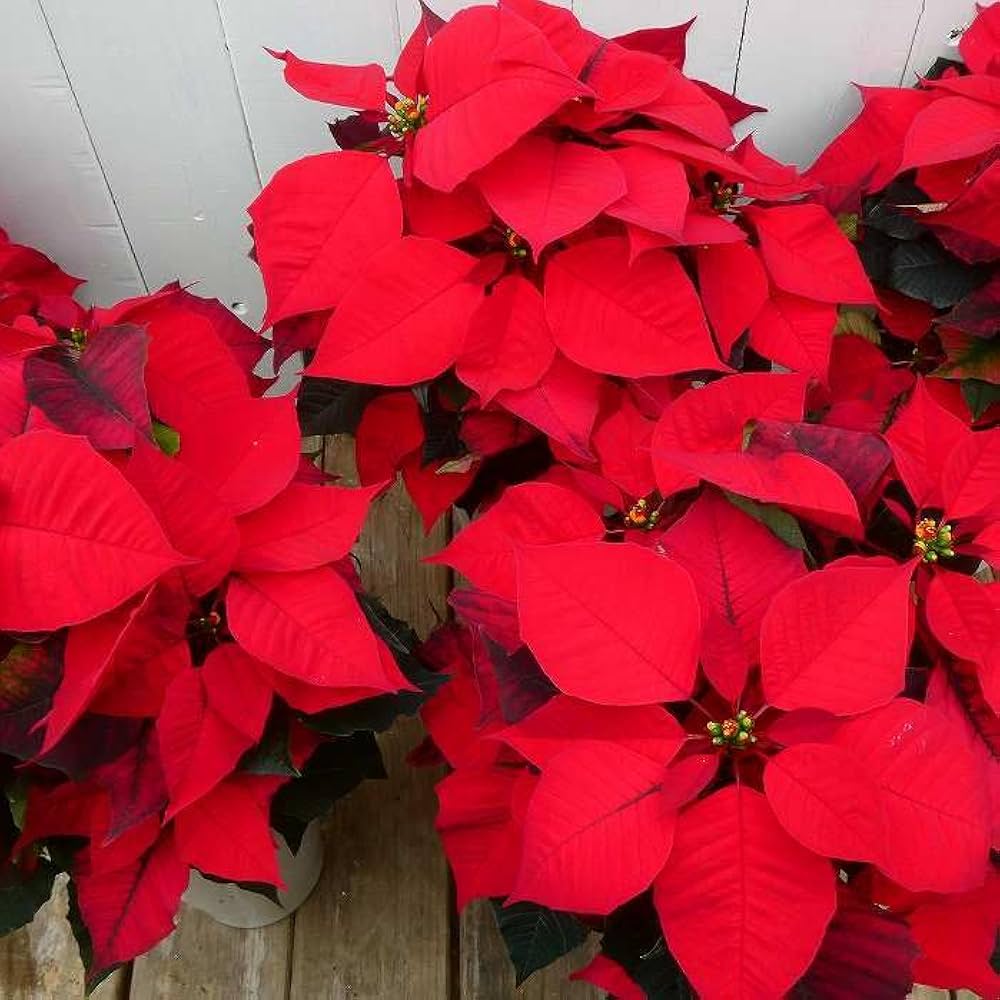 ポインセチア 5号かご付き鉢植え 赤い葉っぱのクリスマスフラワー 冬のフラワーギフト : クロスリースタイル - 通販 - Yahoo!ショッピング