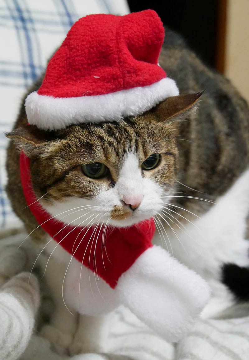 2021年最新！ ダイソーVSセリア クリスマスの準備をはじめよう！カチューシャ・サンタ衣装・ツリーオーナメント・ラッピング -ひなママさんのどっちにすすむ