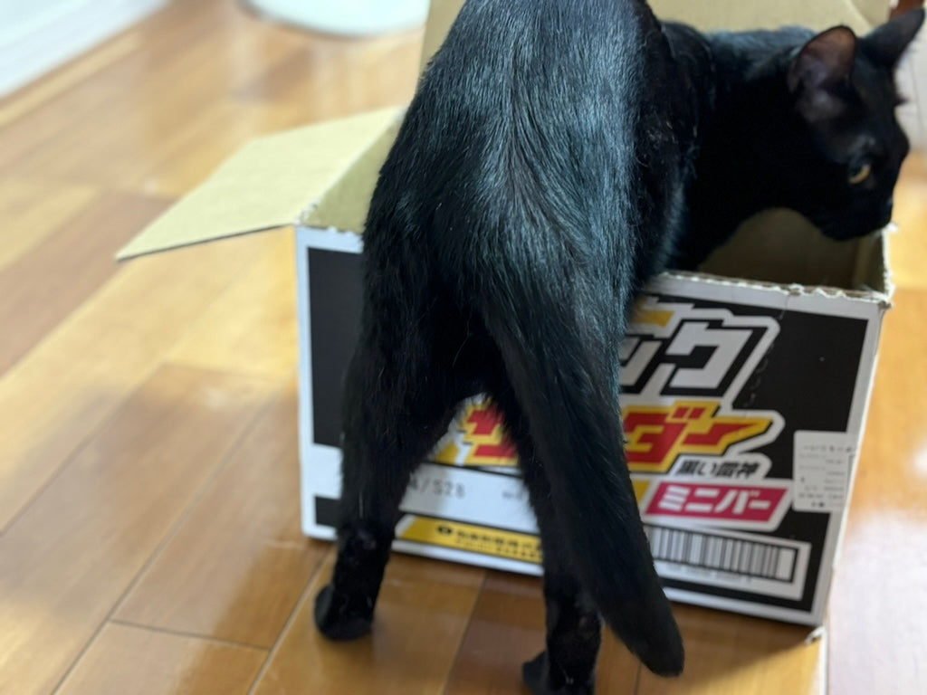 元保護ねこがハロウィンの仮装 