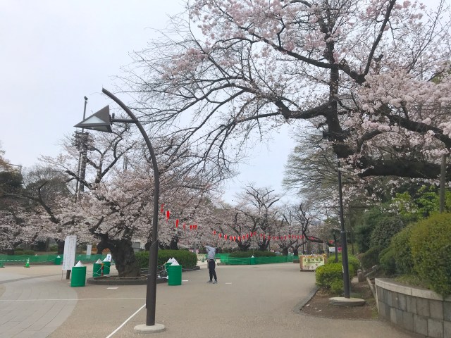 上野公園に花見の人波、密避け通り抜け 宣言解除後、初めての週末：東京新聞デジタル