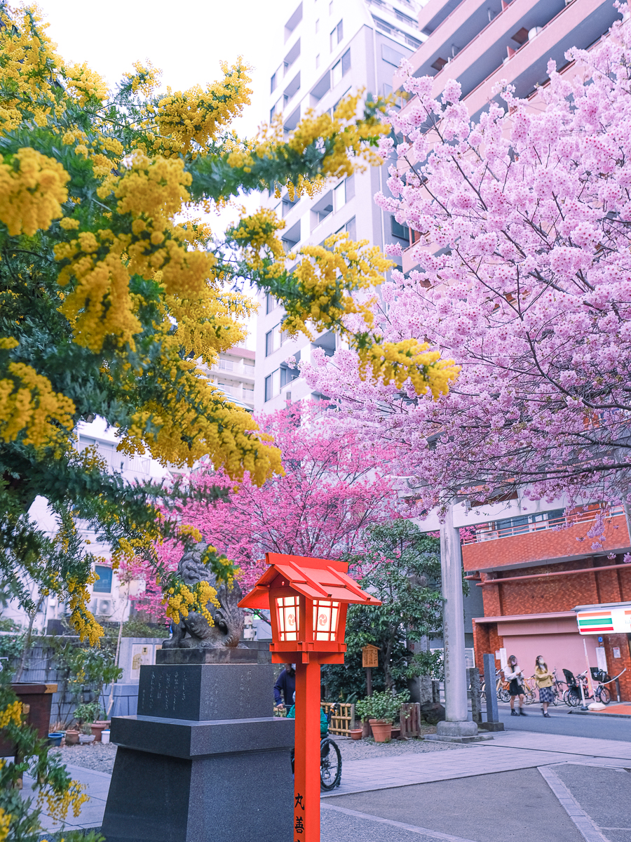 早咲き桜とミモザが咲き誇る「蔵前神社」と、ものづくりのまち・蔵前めぐり ～東京 桜さんぽ～ことりっぷ