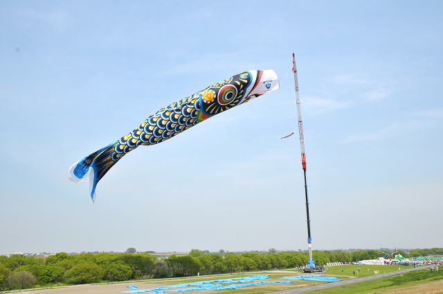 恩曽川の鯉のぼり🎏 5月6日まで楽しめます😃niceatsugi鯉のぼり 恩曽川 厚木 地蔵橋親水広場