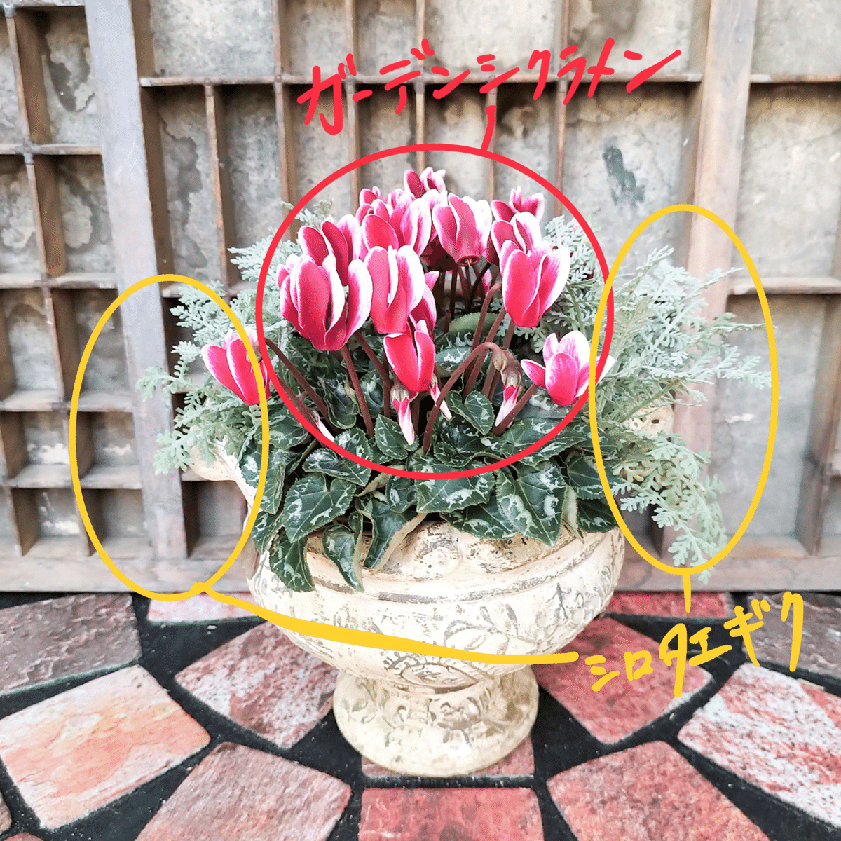 クリスマスローズの寄せ植え♪＊あなたの名前は一体 。꧁癒しの庭꧂