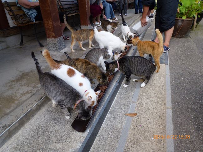 出張ついでの30-5^^ゞ 御誕生寺でネコ =^・^= だらけ』武生・鯖江 福井県 の旅行記・ブログ by jh2fxvさん フォートラベル