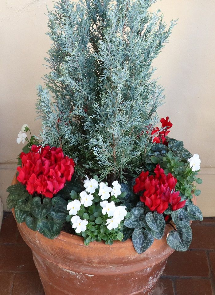 プロが解説 クリスマスにぴったり！１鉢で華やかさ続くブーケのような12月の寄せ植えGardenStoryガーデンストーリー