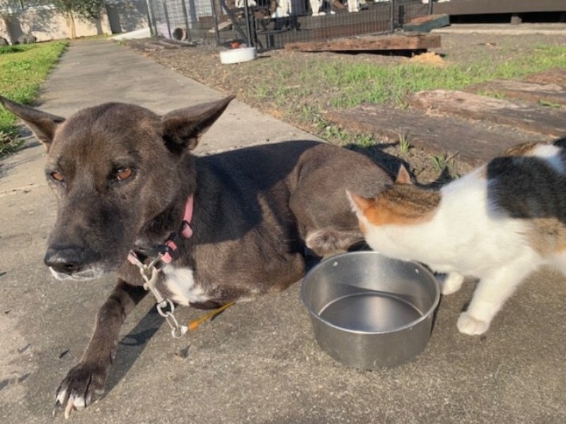 坂上忍、行方不明になった義足の愛犬を無事保護 「１２番目の息子が帰還致しました」 - スポーツ報知