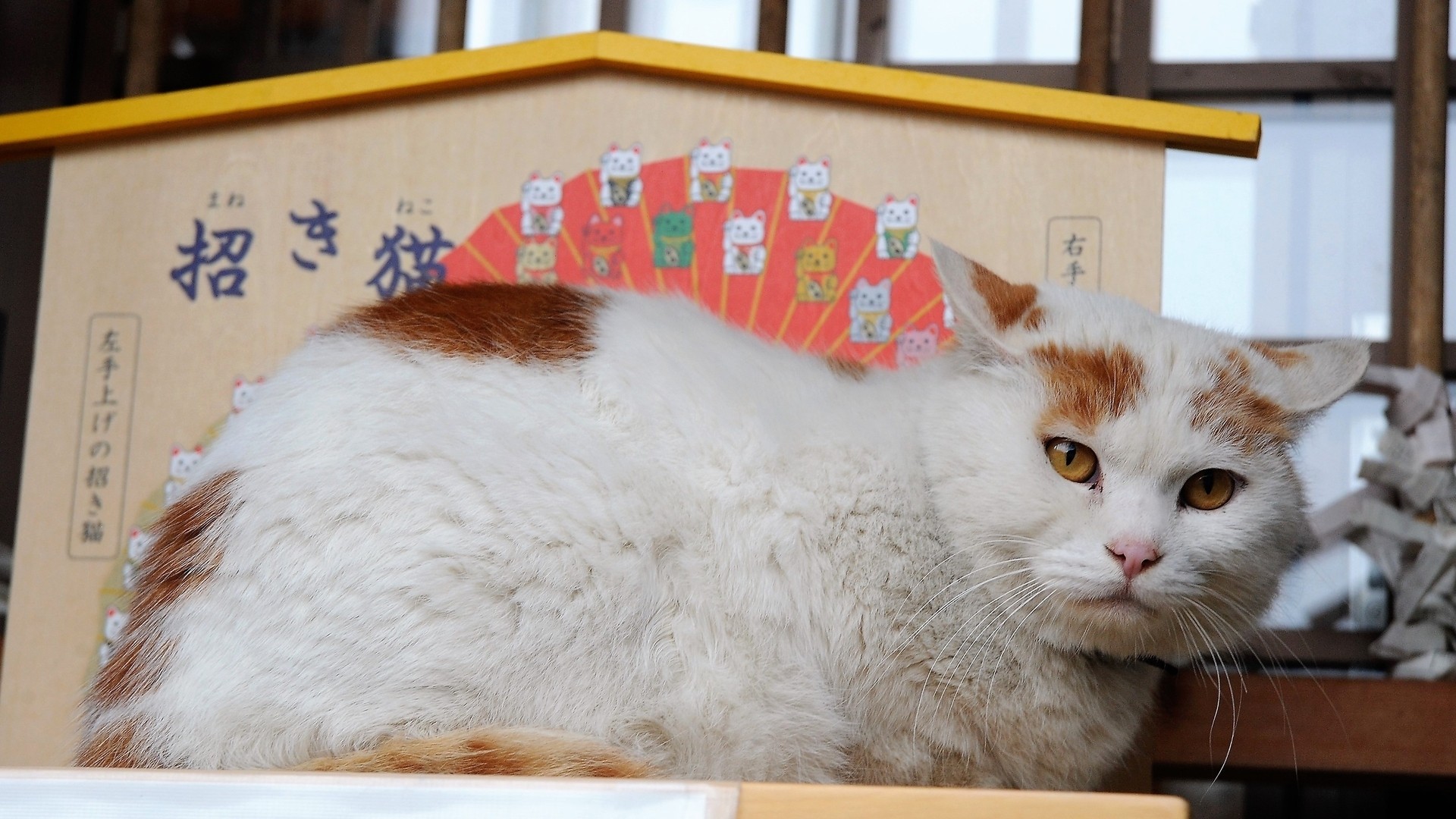 猫好きなら一度はお参りしたい！福井にある猫寺 御誕生寺 *and trip. たびびと