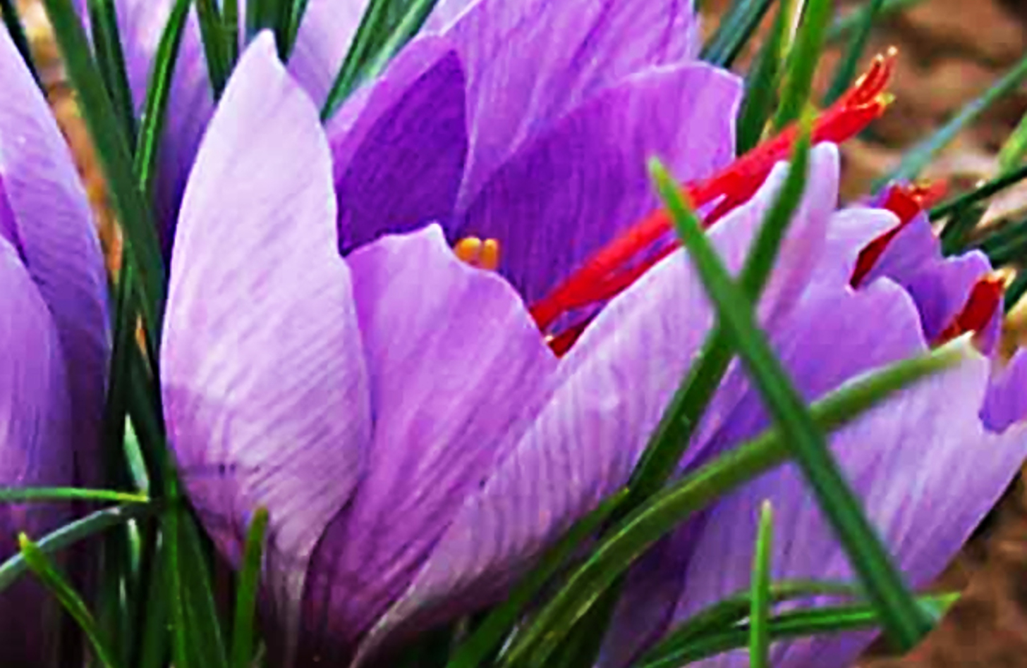 サフランの花言葉花が咲く時期と見頃の季節は？効能や用途は？HORTI by GreenSnap