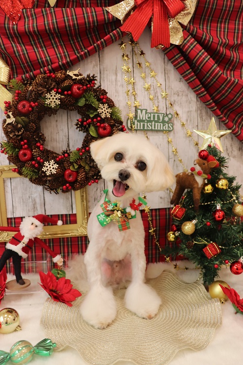 今後の予定 クリスマスフォトブース撮影会東京 おひるねアート 美しい羽江東区・中央区・ 港区・渋谷区・墨田区 半蔵門線 東西線