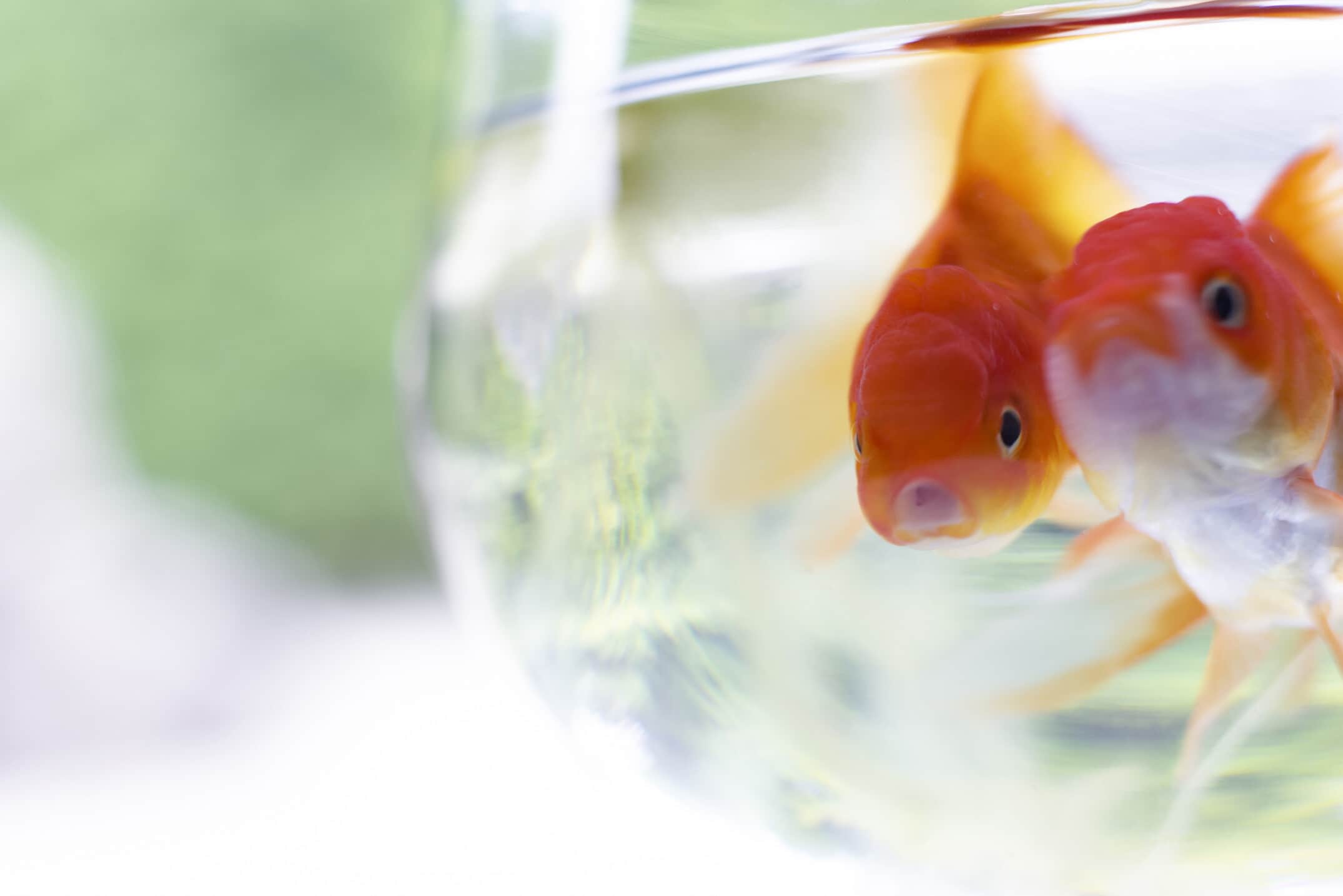 小赤の寿命はどのくらい？長生きさせるポイントを紹介 │ ソルナリウム