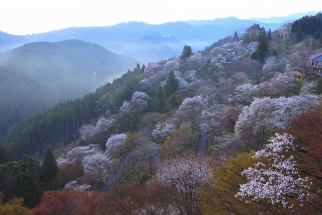 吉野の花見で笑いをとった伊達政宗～秀吉が催した5000人規模の大宴会～ - まっぷるウェブ