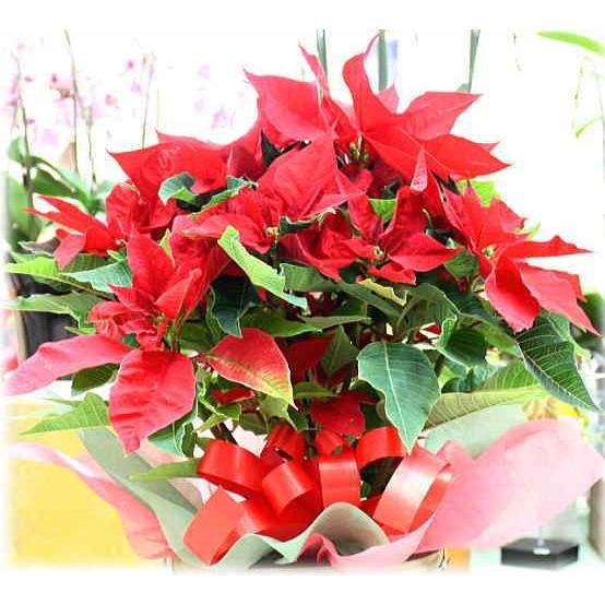 クリスマスの花ギフトにおすすめの切り花、鉢植え、ドライフラワーLOVEGREEN ラブグリーン