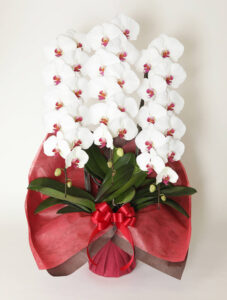 胡蝶蘭を頂いたらお返しは必要？お礼状に関する基本的なマナーと例文解説胡蝶蘭・スタンド花のプレミアガーデン